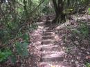 Steep trail through forest